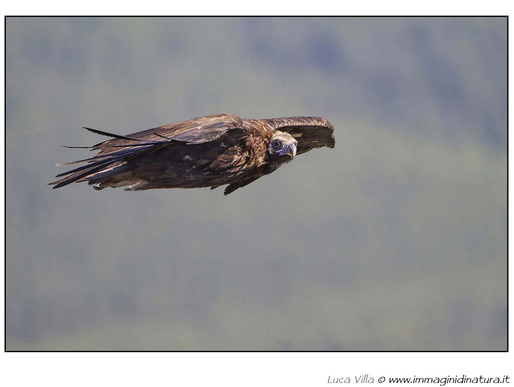 Avvoltoio monaco - Aegypius monachus